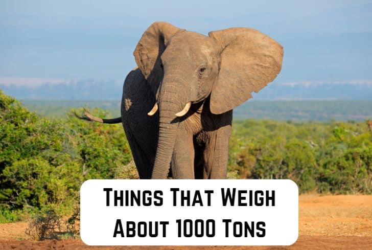 things that weigh 1000 tons