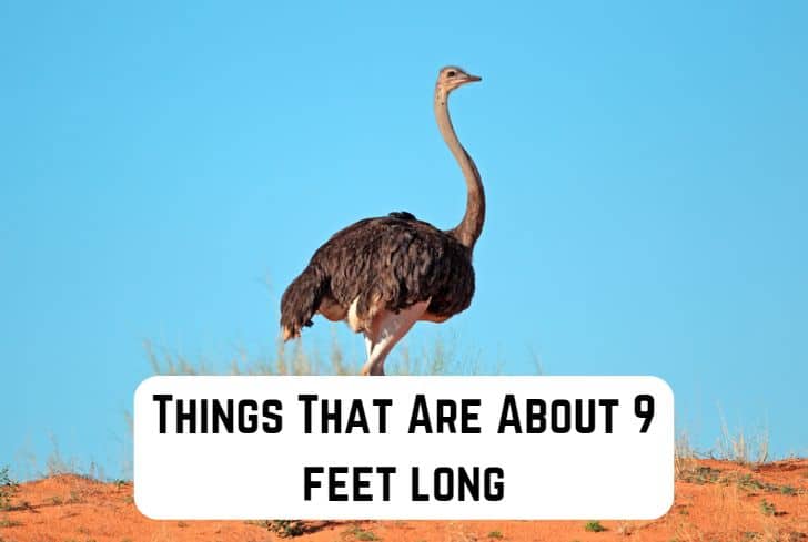 things that are 9 feet long
