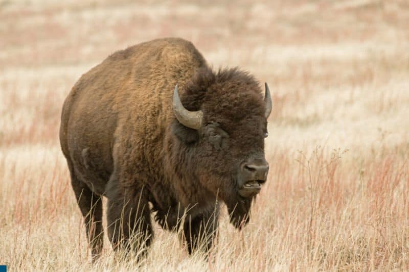 american-bison