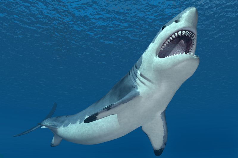 great-white-shark-in-sea