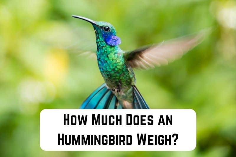 how much does a Hummingbird weigh