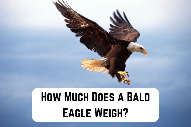 how much does a bald eagle weigh