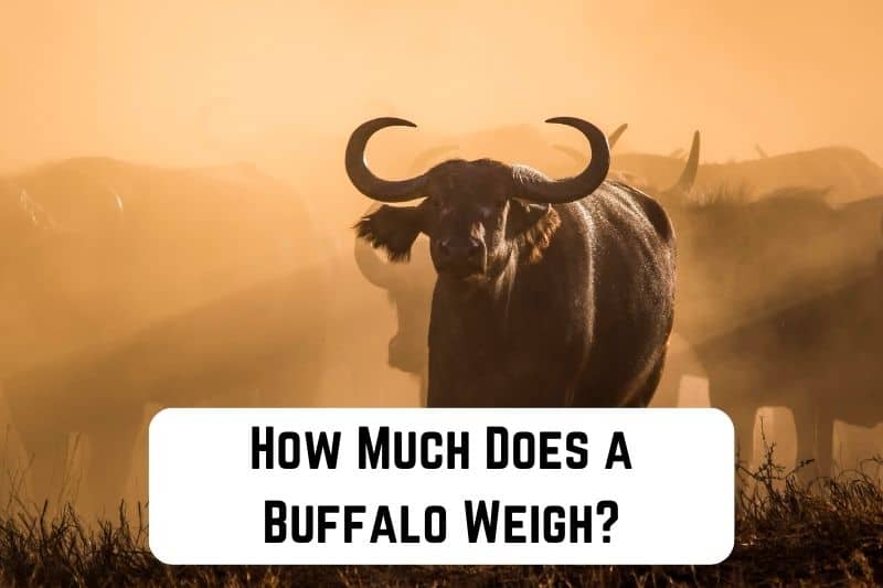 how much does a buffalo weigh