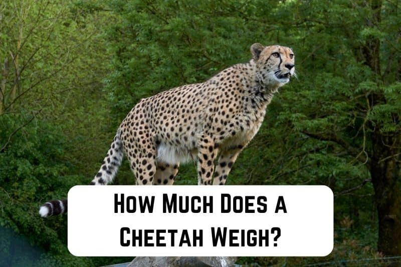 how much does a cheetah weigh