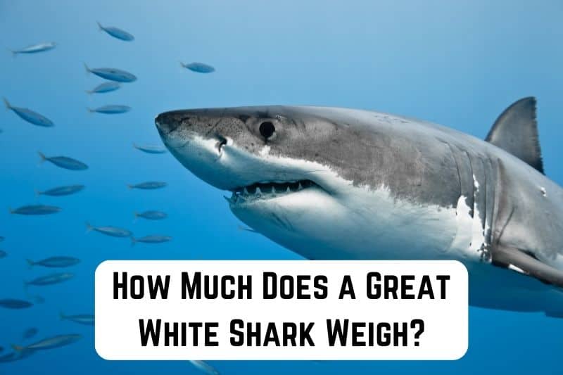 how much does a great white shark weigh