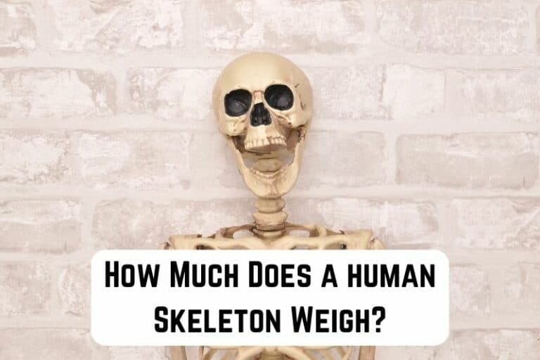 How Much Does a Human Skeleton Weigh? Measuringly