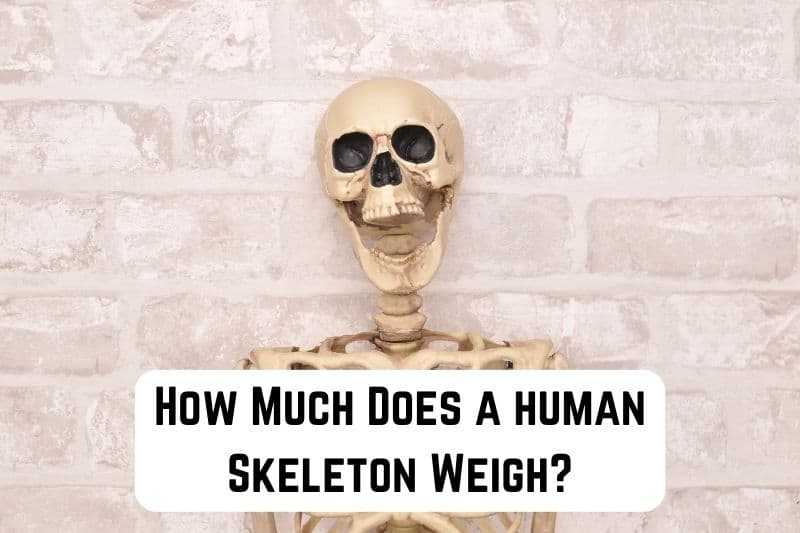 how much does a human skeleton weigh