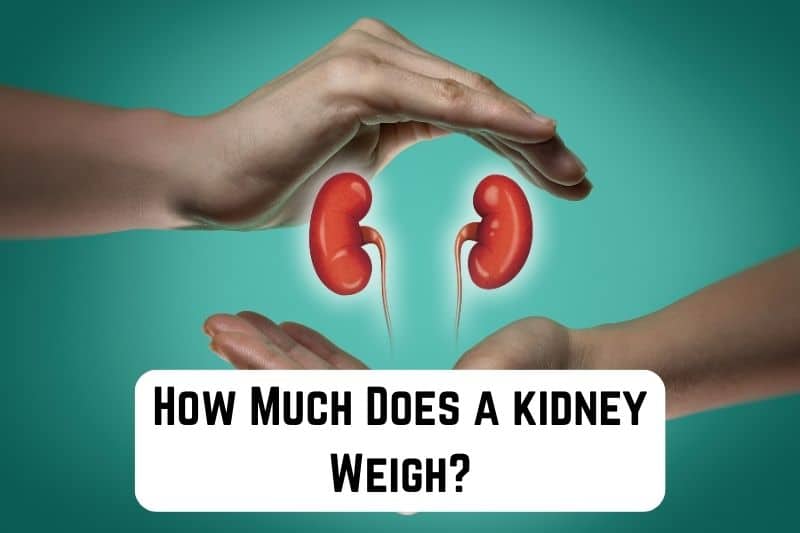 how much does a kidney weigh