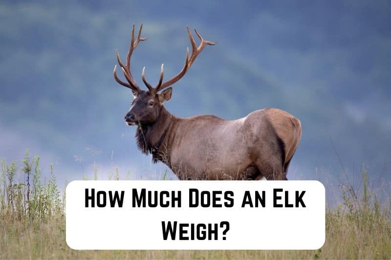 how much does an elk weigh