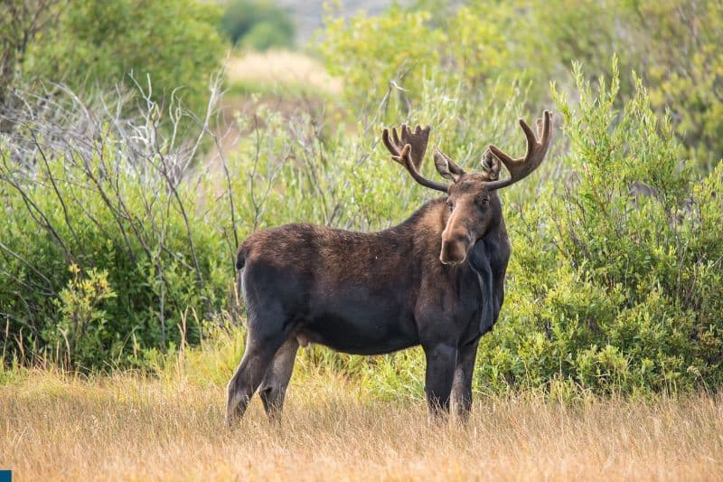 Bull Moose