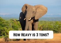 How Heavy is 3 Tons? (13 Practical Visuals)