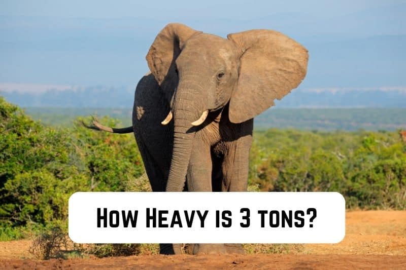 how-heavy-is-3-tons