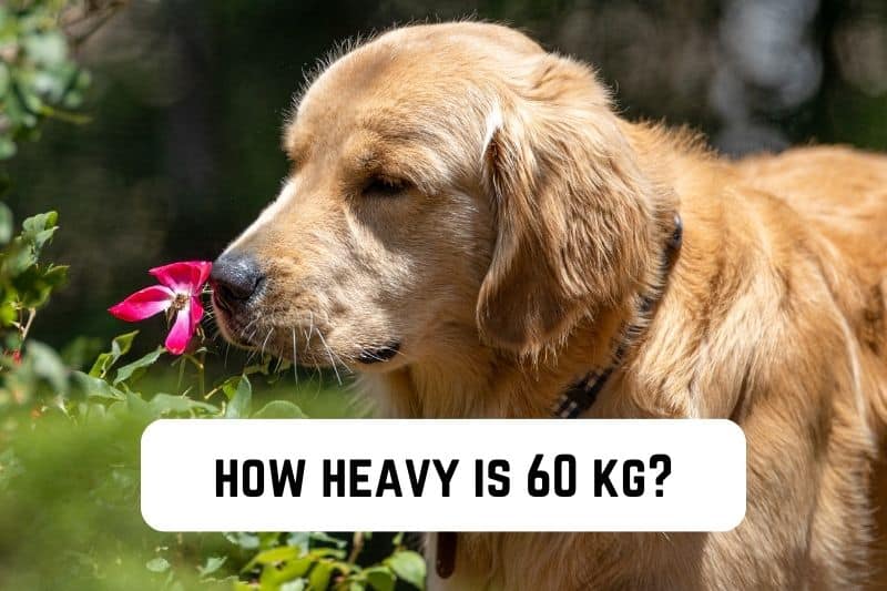 how-heavy-is-60-kg