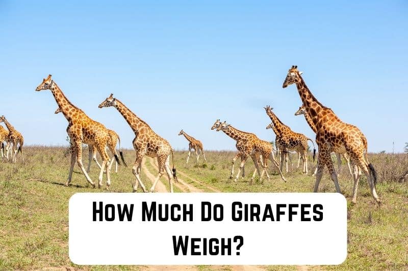how-much-do-giraffes-weigh