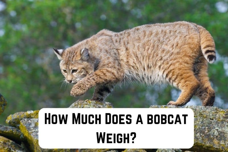 how-much-does-a-bobcat-weigh
