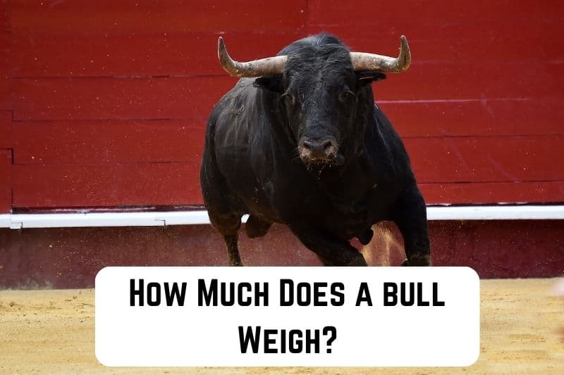 how-much-does-a-bull-weigh