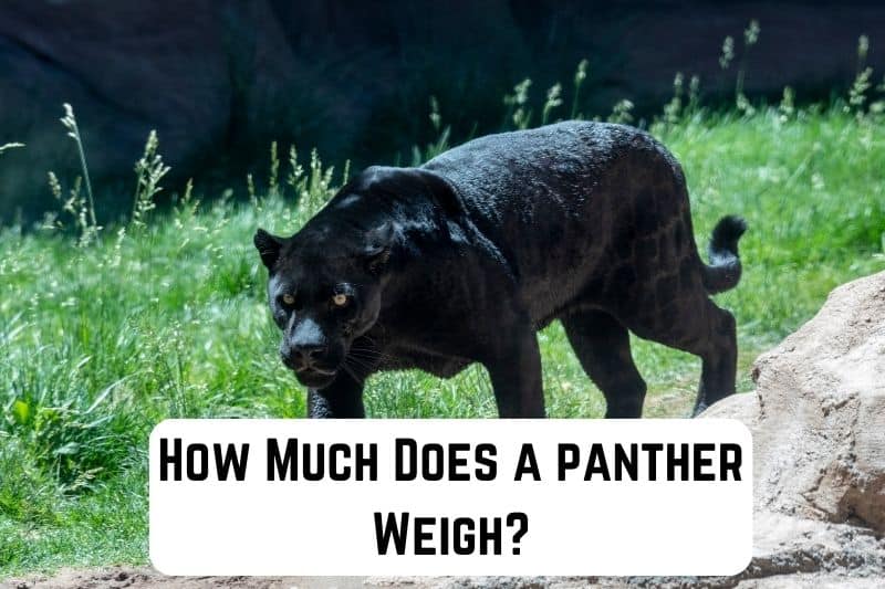 how-much-does-a-panther-weigh