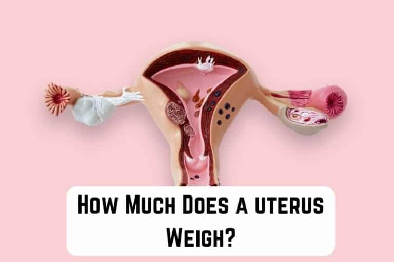 How Much Does a Uterus Weigh? (Quick Answer) Measuringly