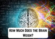 How Much Does the Brain Weigh? (We Got Answer)