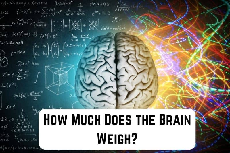 how-much-does-brain-weigh