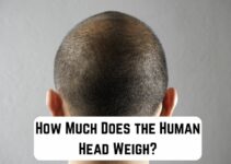 How Much Does the Human Head Weigh? (Answered)