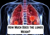 How Much Do the Lungs Weigh? (We Know)