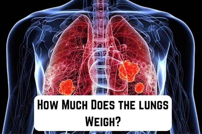 how-much-does-lungs-weigh
