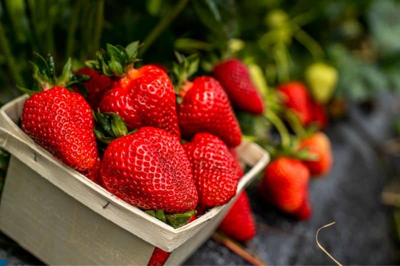 strawberries-in-quart