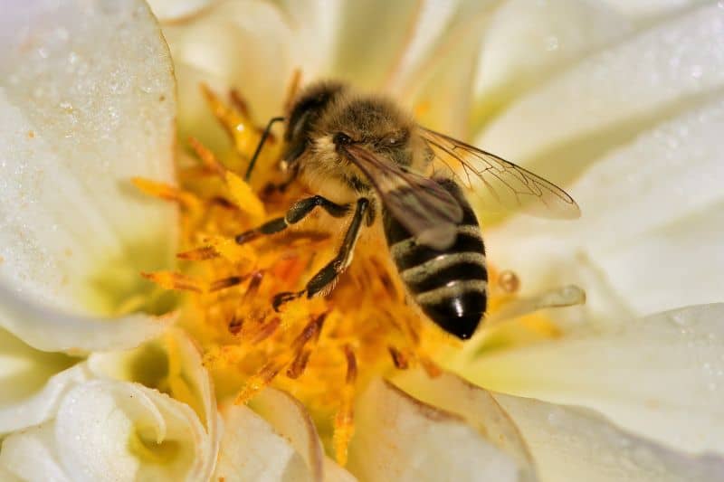 bee-on-flower