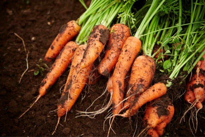 healthy-carrots