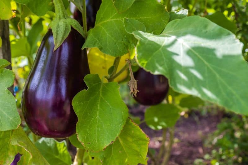 homegrown-eggplant