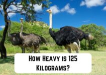 How Heavy is 125 Kilograms? 13 Common Comparisons
