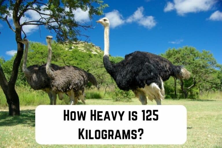 How Heavy is 125 Kilograms? 13 Common Comparisons Measuringly