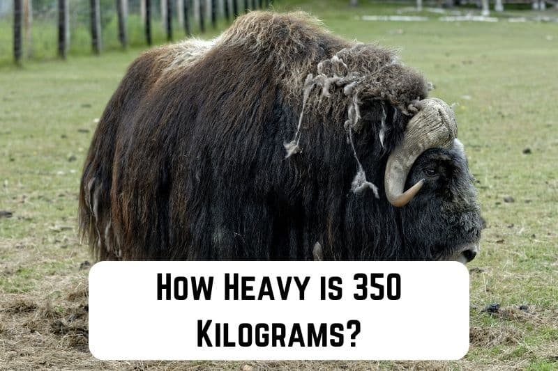 how-heavy-is-350-kg