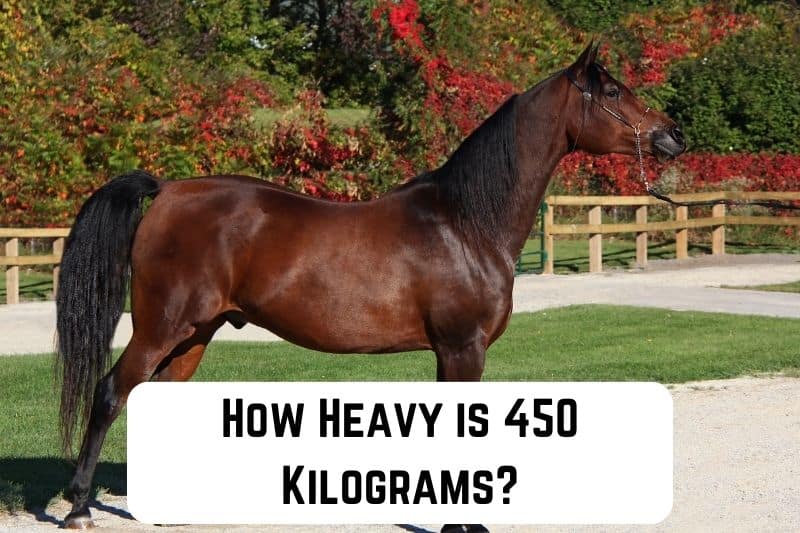 how-heavy-is-450-kg