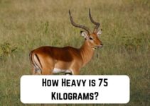 How Heavy is 75 Kg? 14 Common Comparisons