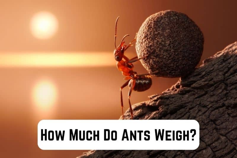 how-much-does-ants-weigh