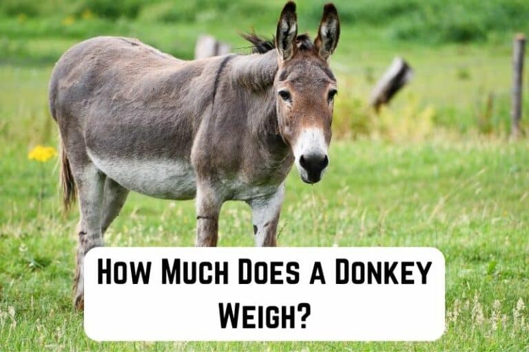 How Much Does a Donkey Weigh? (Miniature, Standard & Mammoth) Measuringly