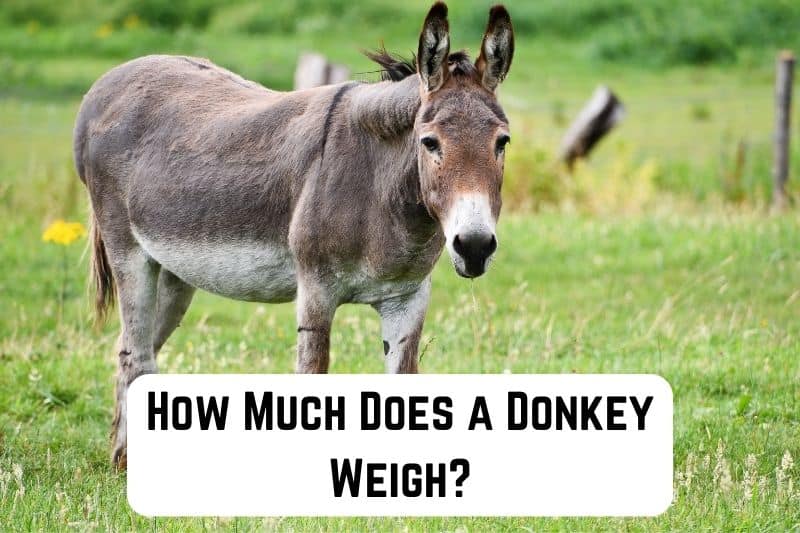how-much-does-donkey-weigh