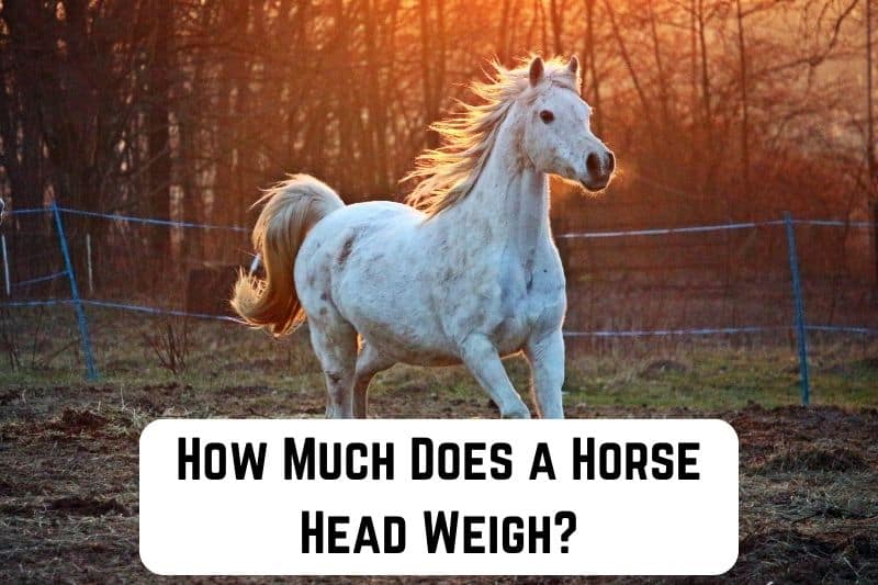 how-much-does-horse-head-weigh