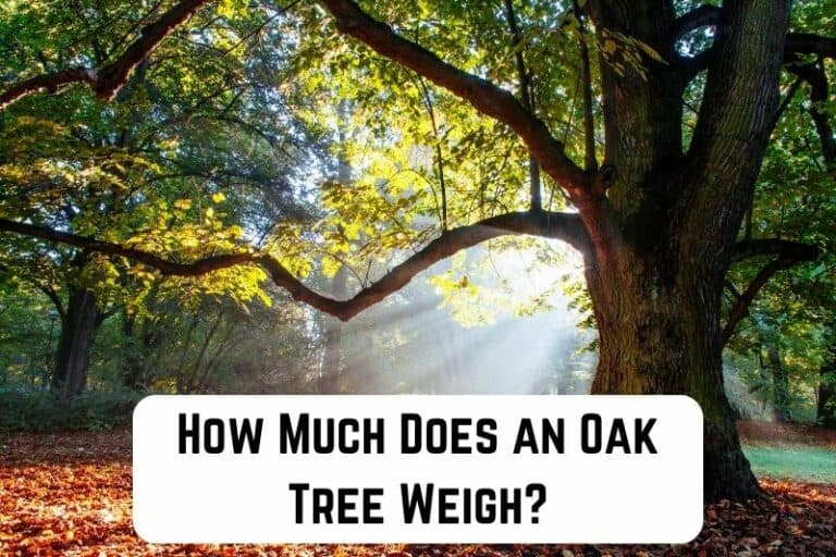 How Much Does an Oak Tree Weigh? (Weight of Different Oak Species) Measuringly