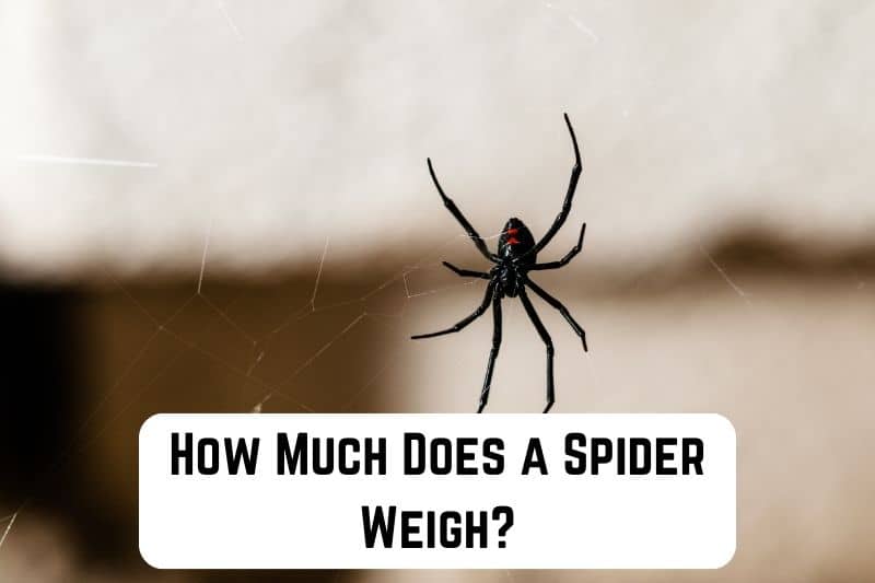 how-much-does-spider-weigh