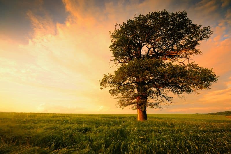 oak-tree-sunset