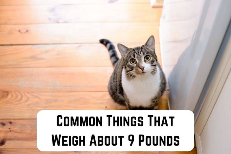 things that weigh 9 pounds