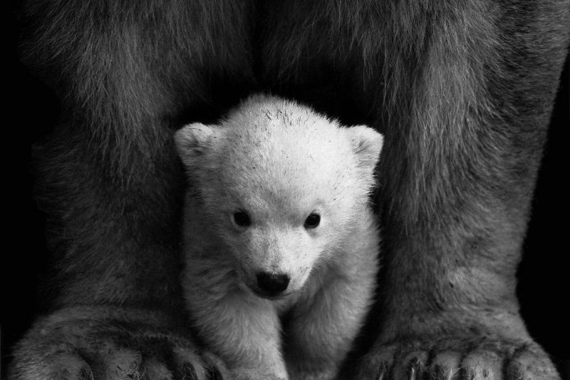 a baby polar bear in front of a large bear