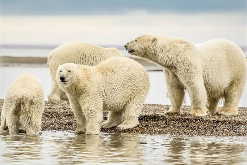 a group of polar bears standing in water