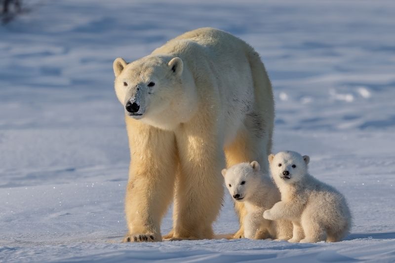 a polar bear with two cubs in the snow