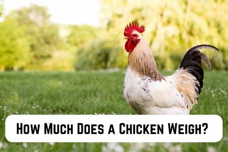 How Much Does a Chicken Weigh? Quick Guide for Poultry Enthusiasts Measuringly