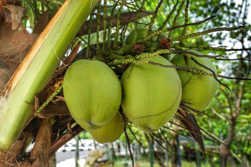 factors on coconut weight