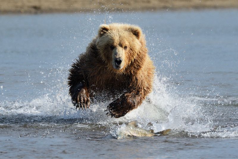 grizzly-bear-in-river